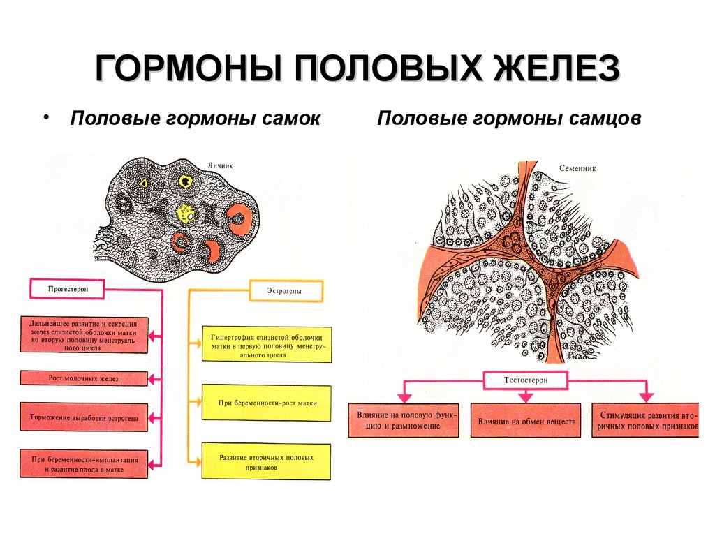 Что вырабатывают яичники