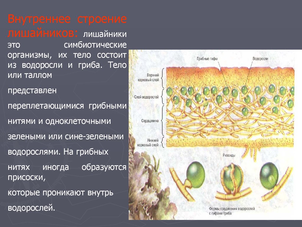 Тело лишайника состоит из гриба и водоросли. Лишайники  — комплексные организмы. Строение лишайников.. Лишайники симбиотические организмы. Внутреннее строение лишайника. Лишайники комплексные симбиотические организмы.