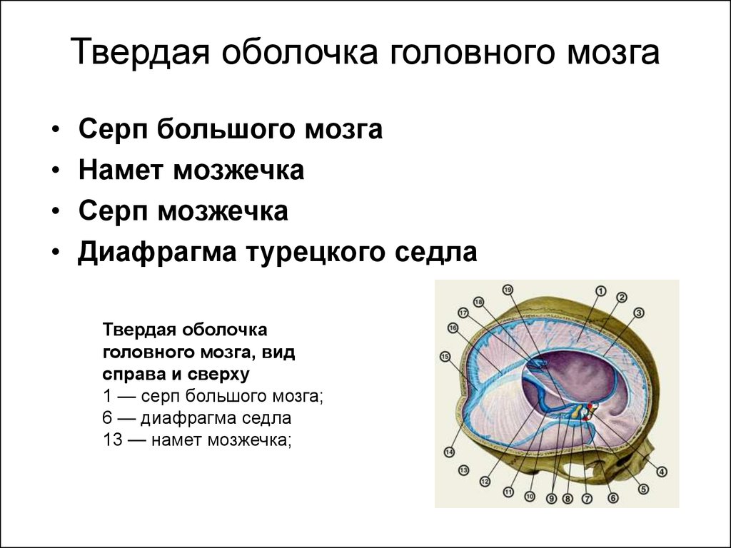 Оболочки головного мозга анатомия презентация