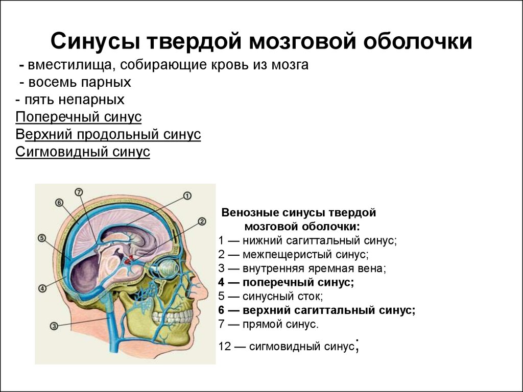 Куда оттекает. Вены головного мозга венозные синусы твердой мозговой оболочки. Синусы твердой оболочки головного мозга таблица. Венозные пазухи синусы твердой мозговой оболочки. Нижний Сагиттальный синус твердой мозговой оболочки.