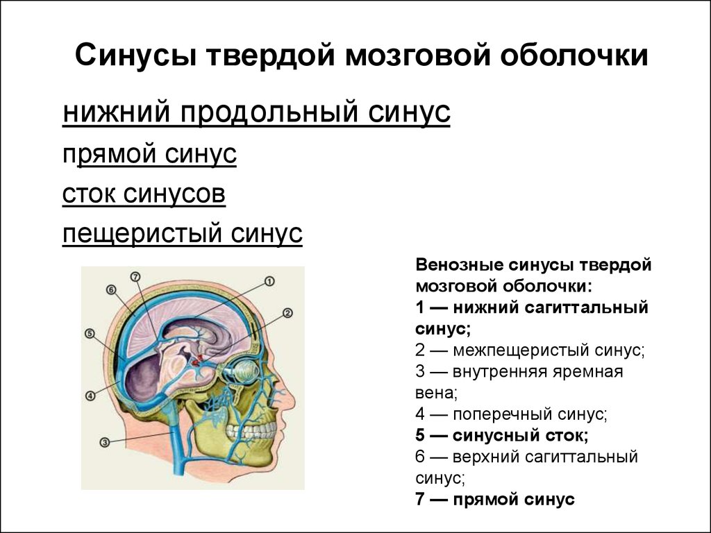 Синусы оболочки головного мозга. Синусы твердой оболочки головного мозга. Синусы твёрдой мозговой оболочки гемодинамика. Сигмовидный синус твердой мозговой. Анатомия синусов твердой мозговой.