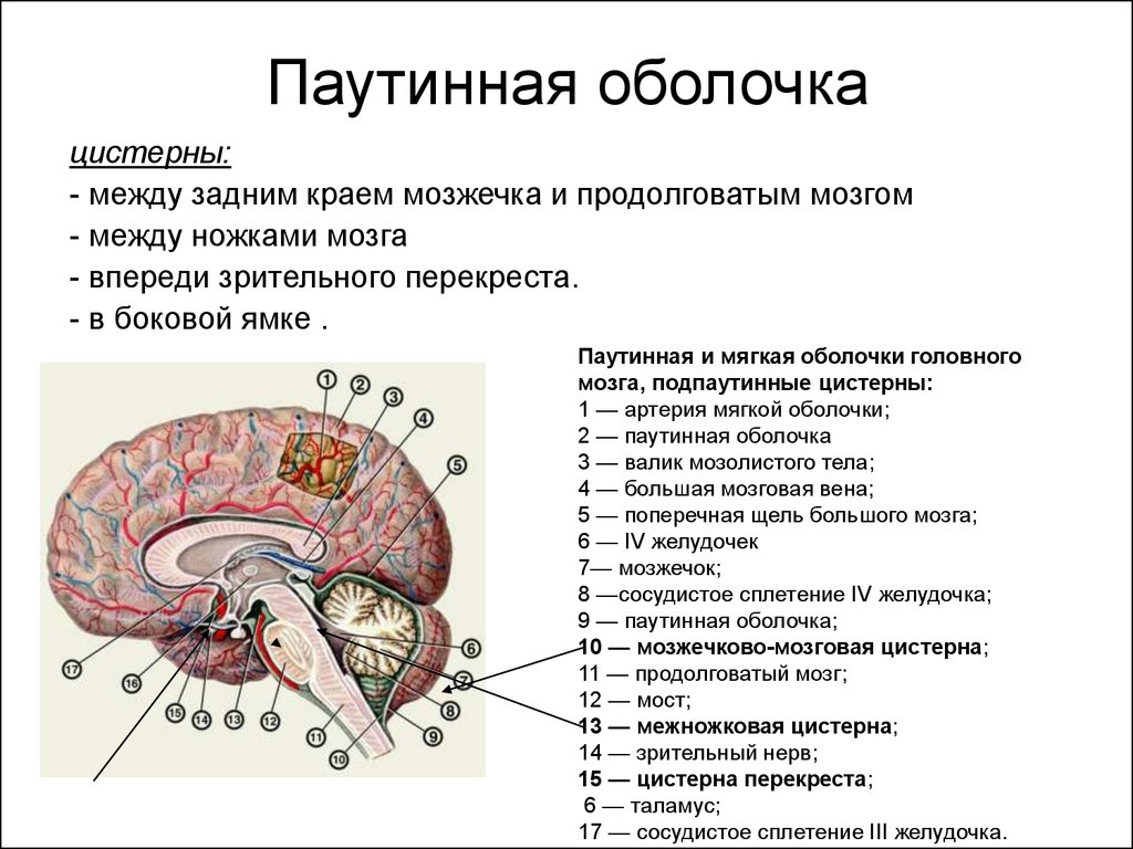 Цистерны мозга расширены. Расширение мозжечковой цистерны кт. Топографическая анатомия оболочек головного мозга паутинная. Цистерны паутинной мозговой оболочки. Паутинная оболочка. Подпаутинные цистерны.