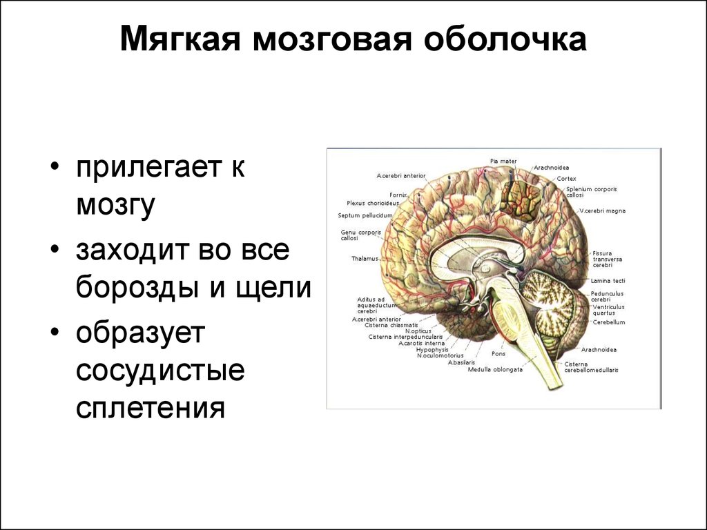 Головной мозг образован клетками. Строение мягкой оболочки головного мозга. Мягкая мозговая оболочка головного мозга анатомия. Мягкая оболочка головного мозга функции. Мозговые оболочки головного мозга топографическая анатомия.