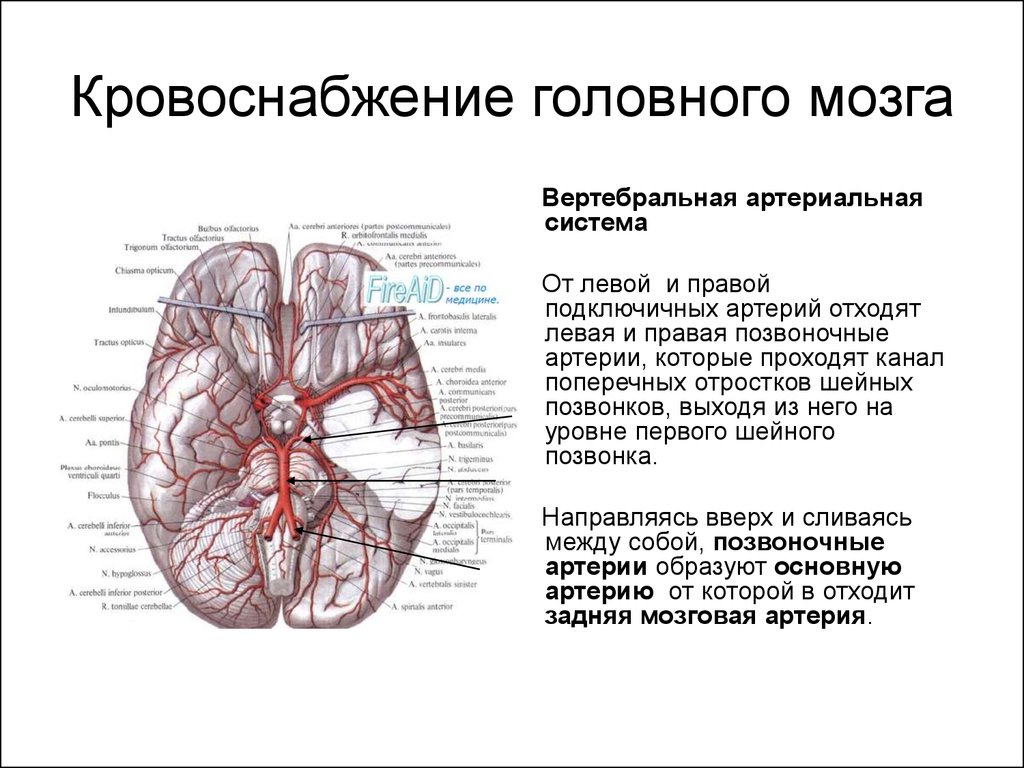 Артерии анатомия. Артериальные бассейны кровоснабжения головного мозга. Схема кровоснабжения головы. Кровоснабжение головного мозга системами артерий. Бассейн средней мозговой артерии кровоснабжает.