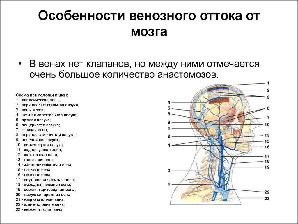 Отток крови от головного мозга. Схема оттока венозной крови головы. Вены головы и шеи анатомия таблица. Приток и отток крови в головной мозг схема. Венозный отток синусы.