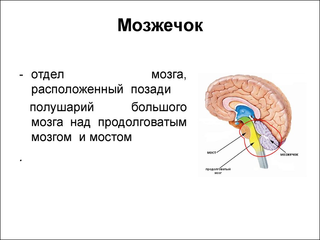 Центр координации движений находится в каком мозге. Мозжечок отдел головного мозга строение и функции. Строение мозжечка в головном мозге. Отделы головного мозга анатомия мозжечок. Мозг строение мозжечка анатомия.