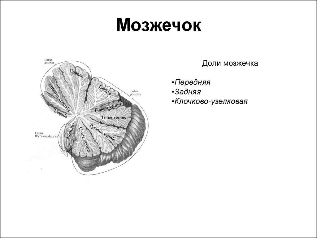 Мозжечок рисунок с обозначениями