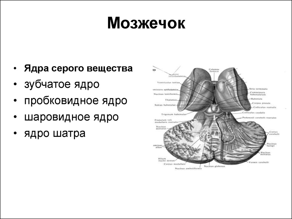 Строение мозжечка рисунок с подписями