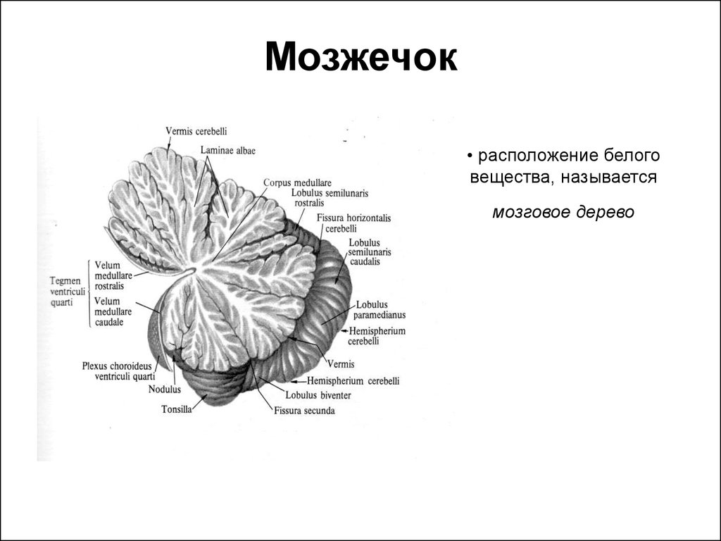 Мозжечок строение рисунок