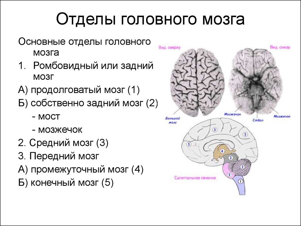 Задний отдел головного мозга состоит. Строение отделов головного мозга задний мозг. Пять основных отделов головного мозга. Строение головного мозга 5 отделов. Перечислите 6 отделов головного мозга.
