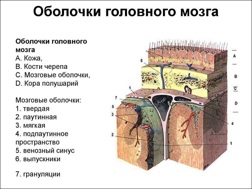 Оболочки головного мозга рисунок