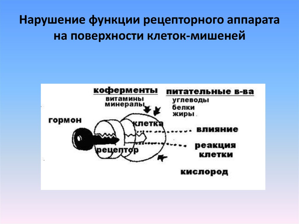 Что воспримут изображенные на рисунке рецепторные клетки свет