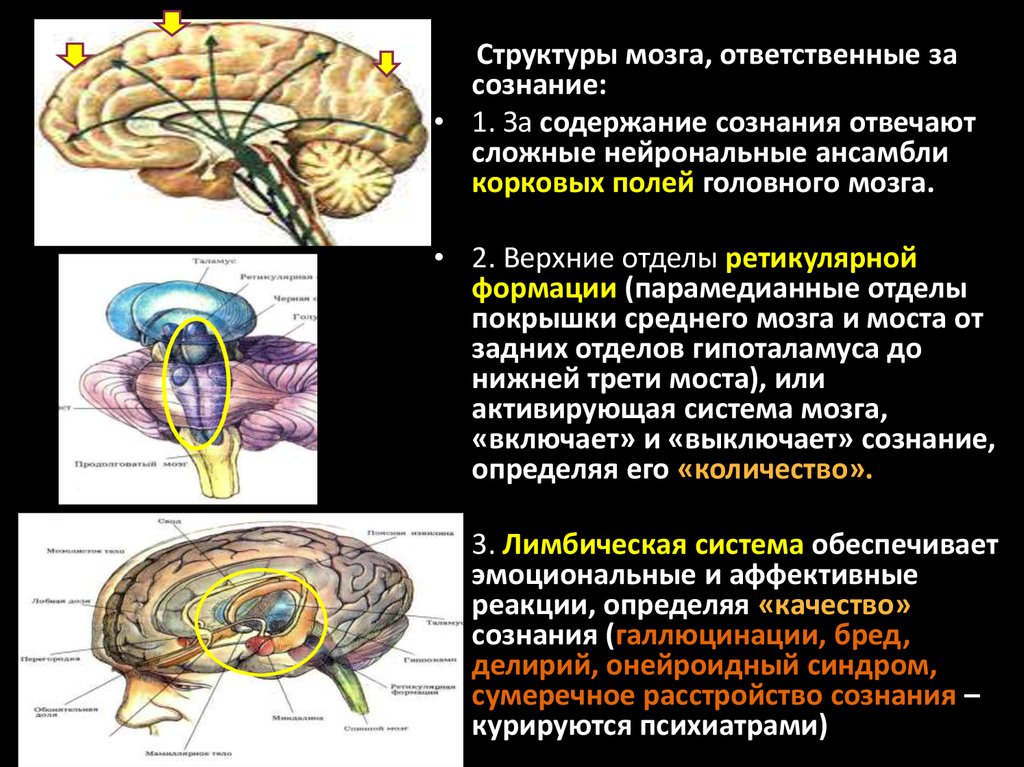 Подкорковые вегетативные центры. Структура мозга. Структуры головного мозга. Структуры мозга ответственные за сознание. Мозг структуры мозга.