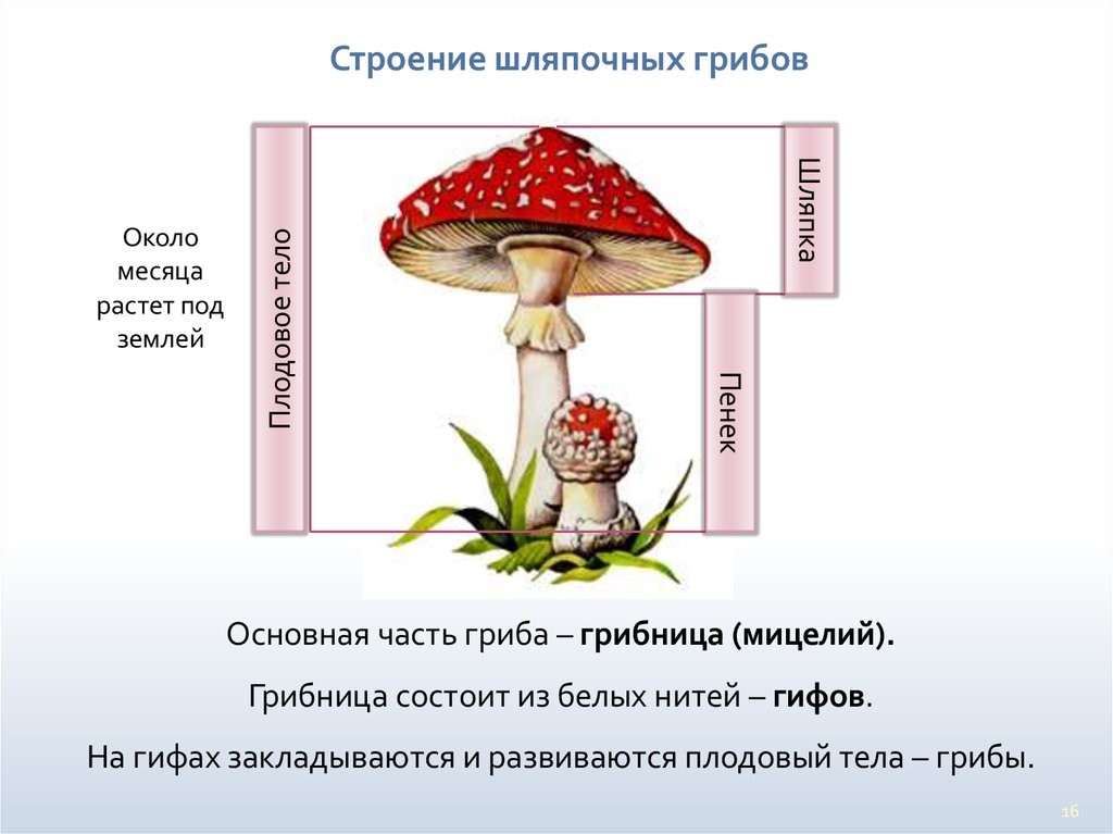 Шляпочные грибы :: Фильмы по ботанике (биология низших и высших растений)