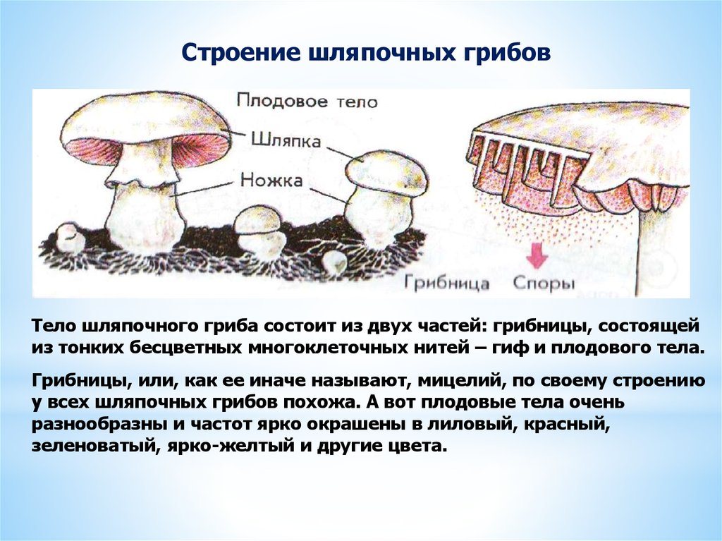 Шляпочные грибы биология 5. Строение шляпочного гриба строение. Строение шляпочного гриба. Царство грибов строение грибницы. Царство Шляпочные грибы.