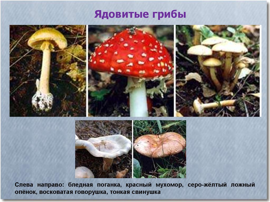 Какие есть грибы несъедобные. Ядовитые Шляпочные грибы. Название ядовитых грибов. Название несъедобных грибов. Несъедобные грибы картинки.