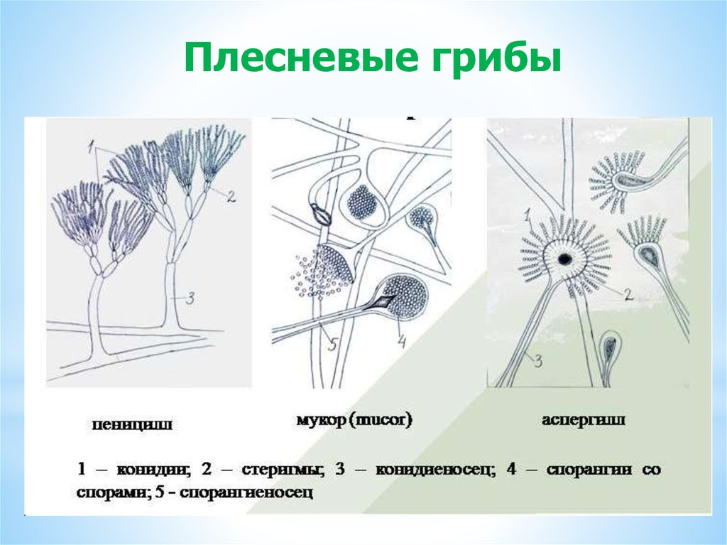 Плесневые грибы рисунок