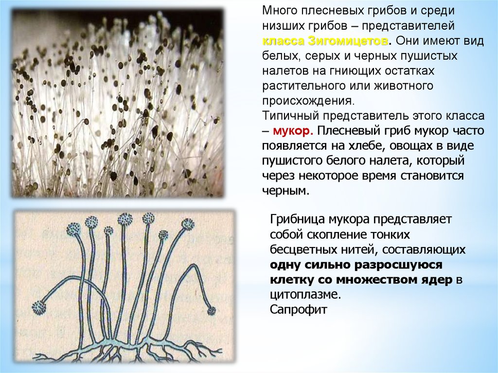 Представители мукора. Зигомицеты строение мицелия. Плесневелый гриб сапрофит. Плесневелый гриб мукор. Мицелиальные плесневые грибы.