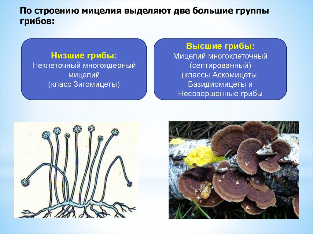 Мицелий грибов одноклеточный многоклеточный. Грибы микроорганизмы строение. Аскомицеты строение мицелия. Низшие грибы микробиология. Мицелий грибов микробиология.