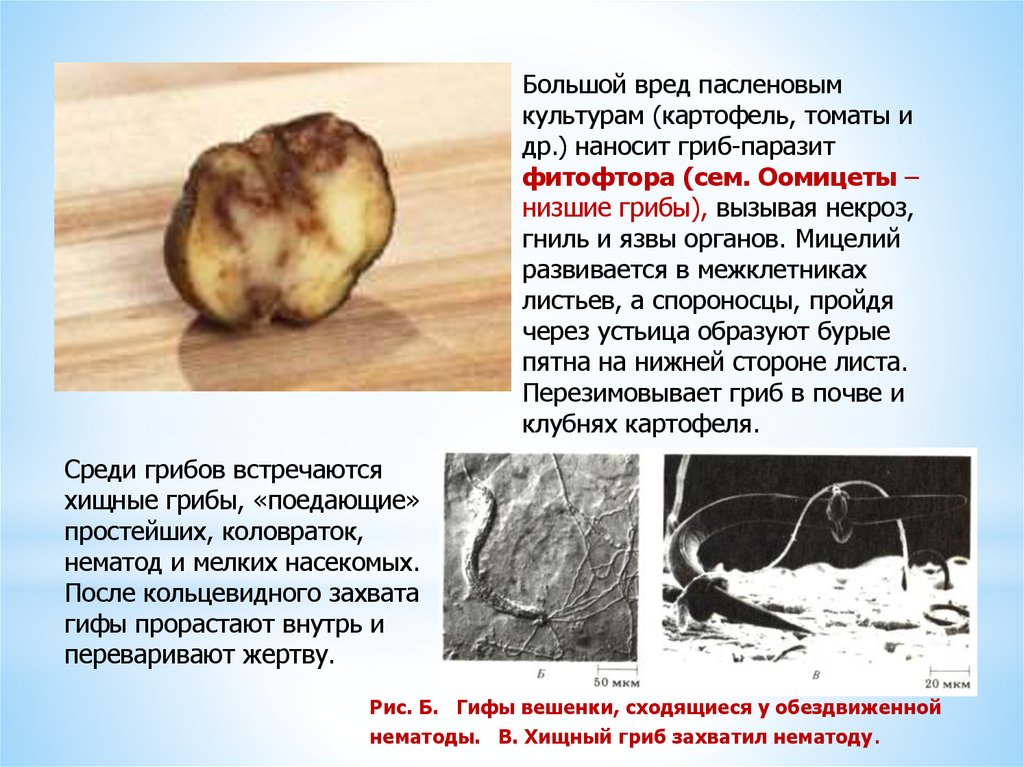 Грибы паразиты наносят большой вред. Оомикота фитофтора. Биология 5 грибы паразит фитофтора. Картофельный гриб фитофтора. Фитофтора мицелий.