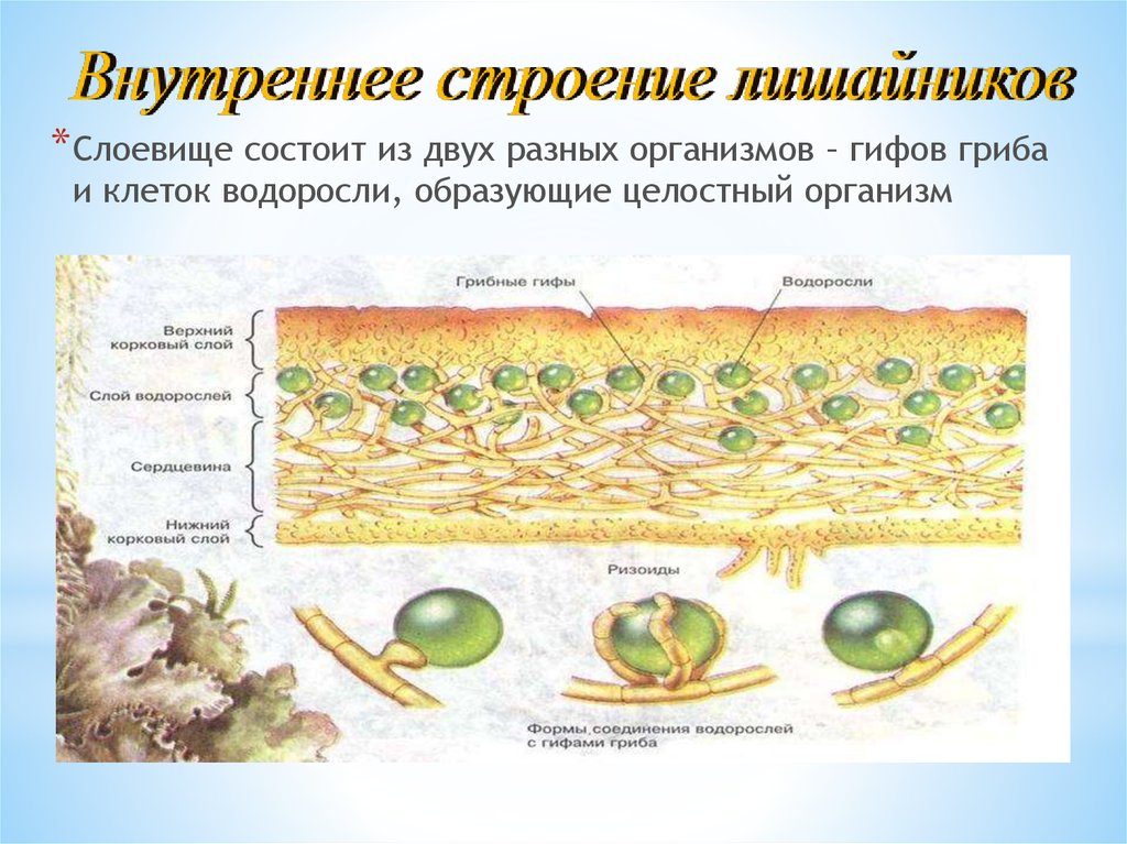 Тело лишайника состоит из гриба и водоросли. Лишайник состоит из двух организмов одноклеточной. Внутреннее строение лишайников. Слоевище лишайника состоит из гриба и водоросли. Строение лишайников, водорослей и грибов.