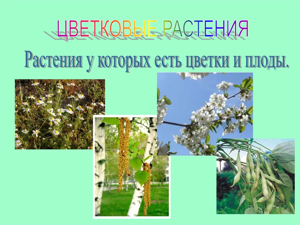 Презентация в мире растений