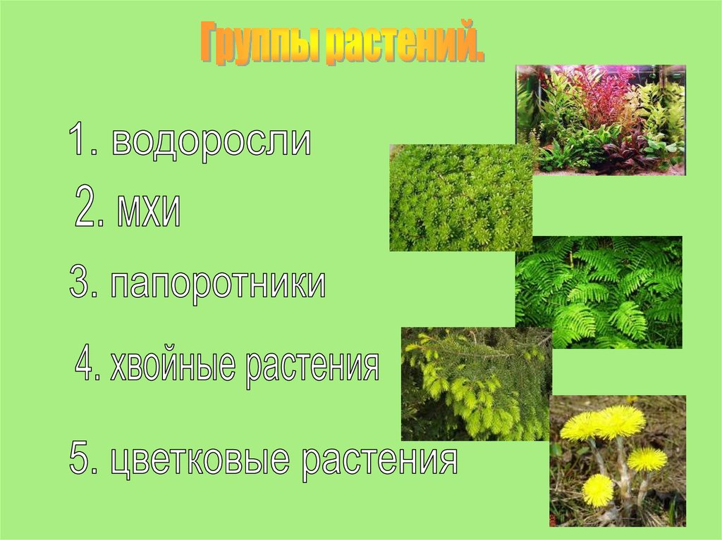 Группы растений 2. Группы растений. Растения группы растений. Основные группы растений. Представители групп растений.