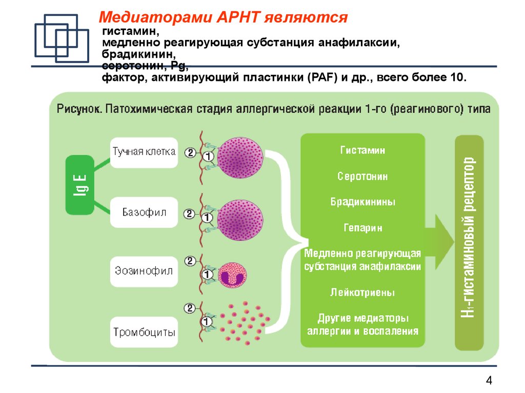 Медленно действующий. Аллергические реакции 1 типа стадии медиаторы. Медленно реагирующая субстанция анафилаксии. Медиаторы ранней фазы аллергической реакции. Этапы лекарственной аллергии.