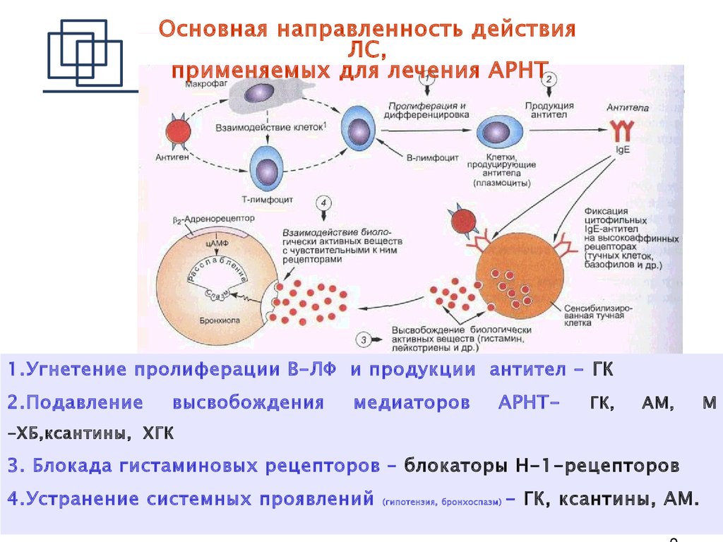 Механизм действия противоаллергических средств. Рецепторы тучных клеток. Какие клетки участвуют в аллергических реакциях. Аллергия антитела. Высвобождение гистамина из тучных клеток.