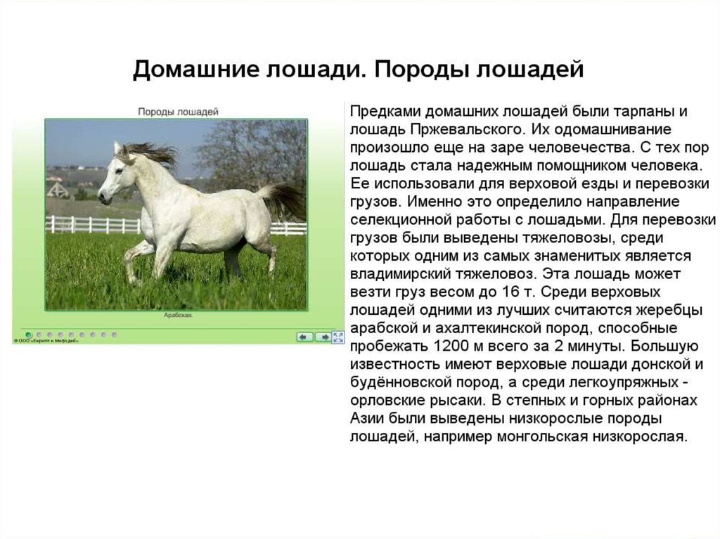 Характеристики рак лошадь. Породы лошадей презентация. Предками лошади были. Самая умная порода лошадей. Значение и охрана млекопитающих.
