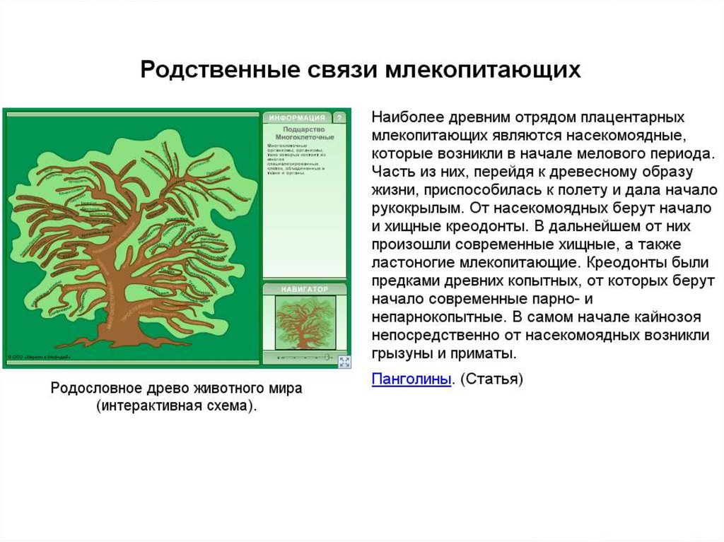 Презентация охрана млекопитающих 7 класс презентация