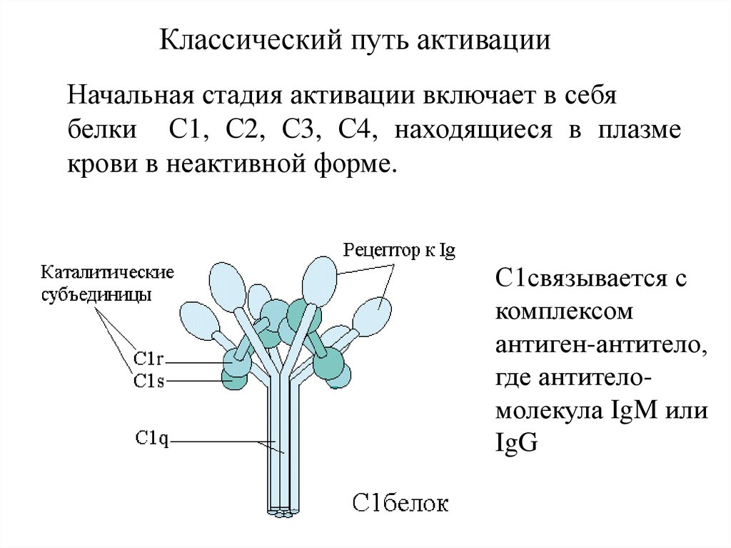 С1 комплемента