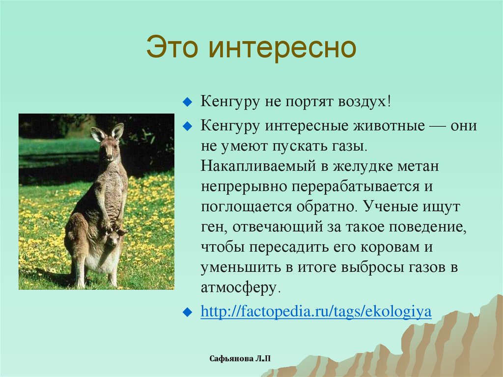 Кенгуру найти слово. Факты о кенгуру. Интересные факты о кенгуру в Австралии. Кенгуру описание. Интересные факты о кенгуру для детей.