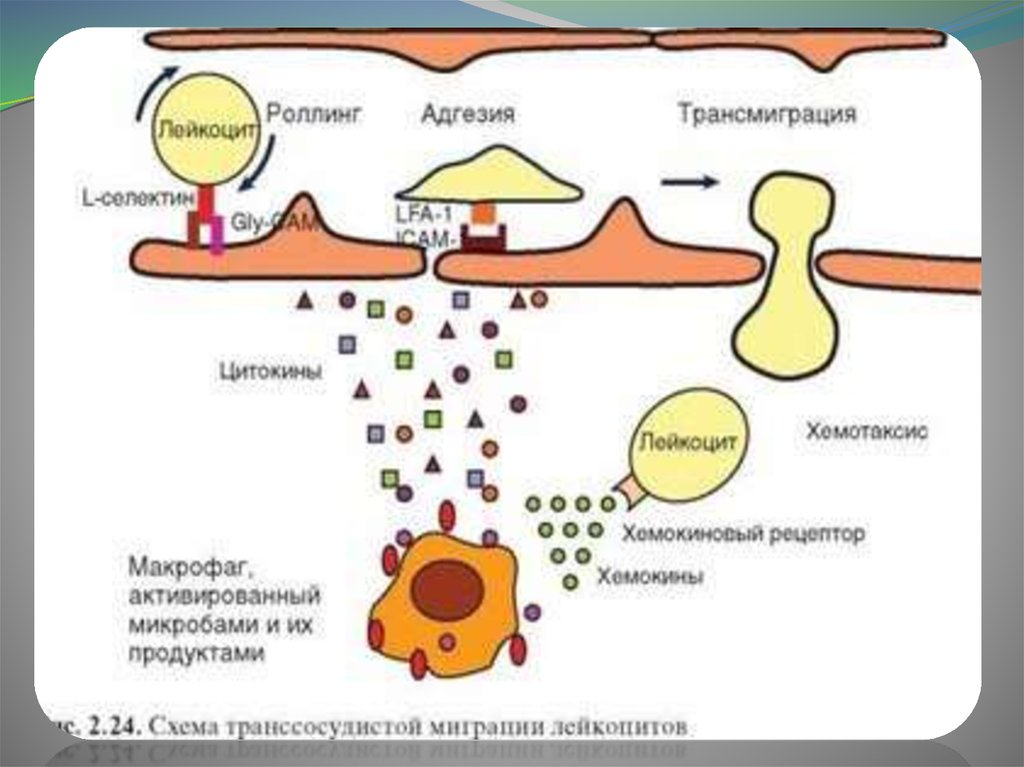 Факторы хемотаксиса. Схема миграции лейкоцитов. Схема миграции лейкоцитов в очаг воспаления. Механизм хемотаксиса лейкоцитов. Эмиграция и хемотаксис лейкоцитов.