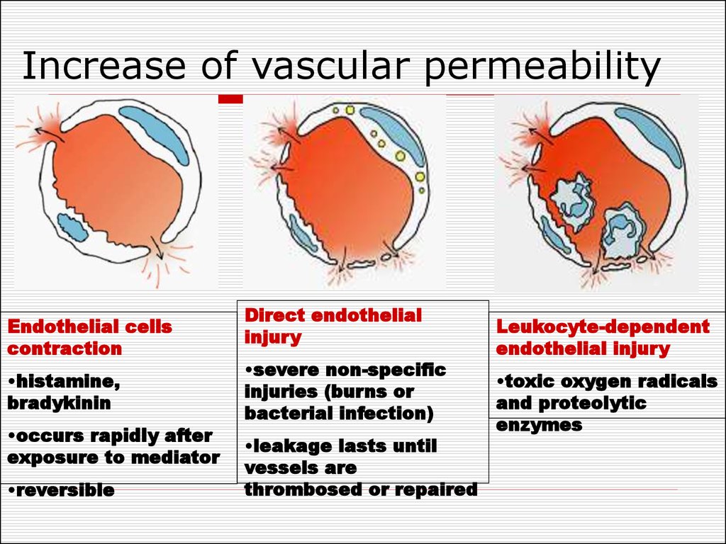 Increase of vascular permeability