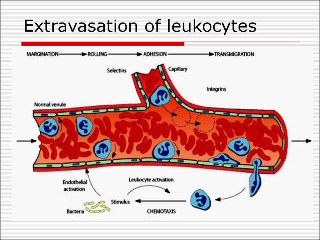 Extravasation of leukocytes