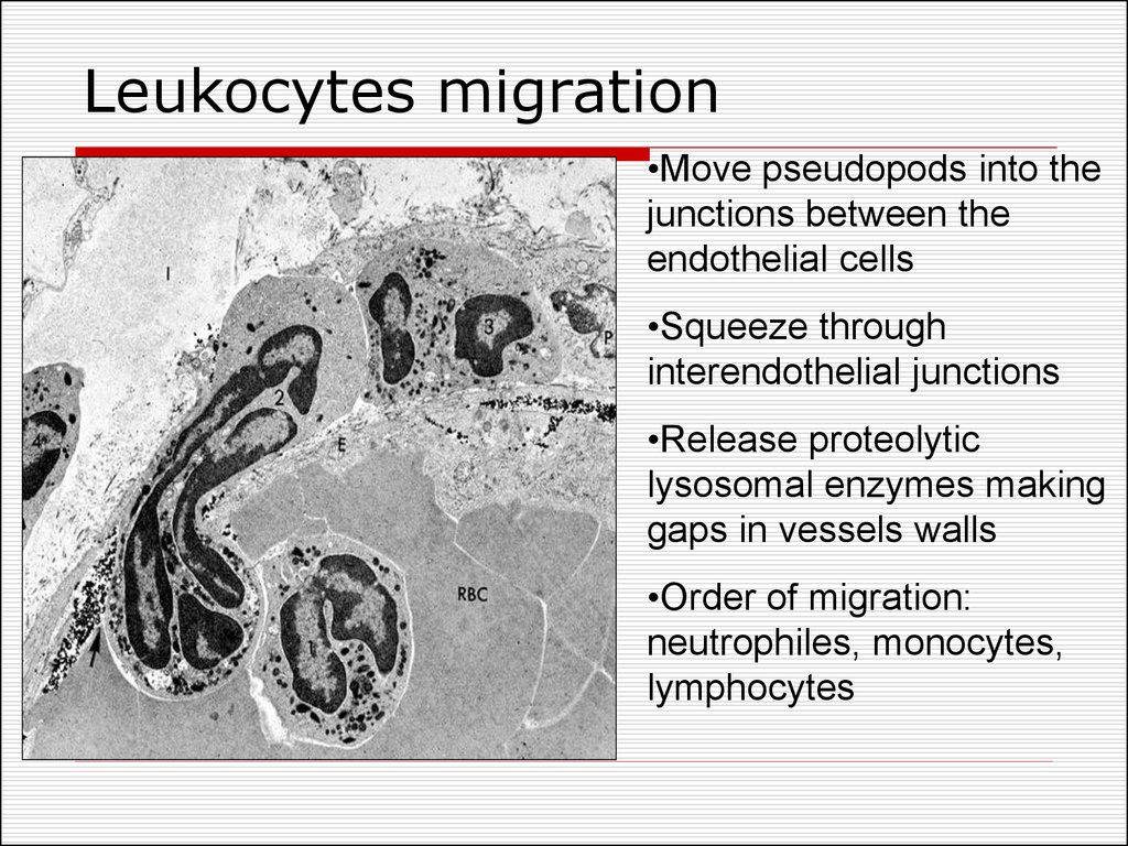Leukocytes migration