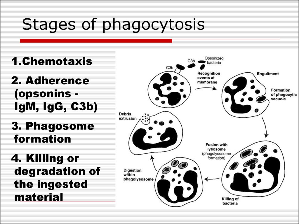 Stages of phagocytosis