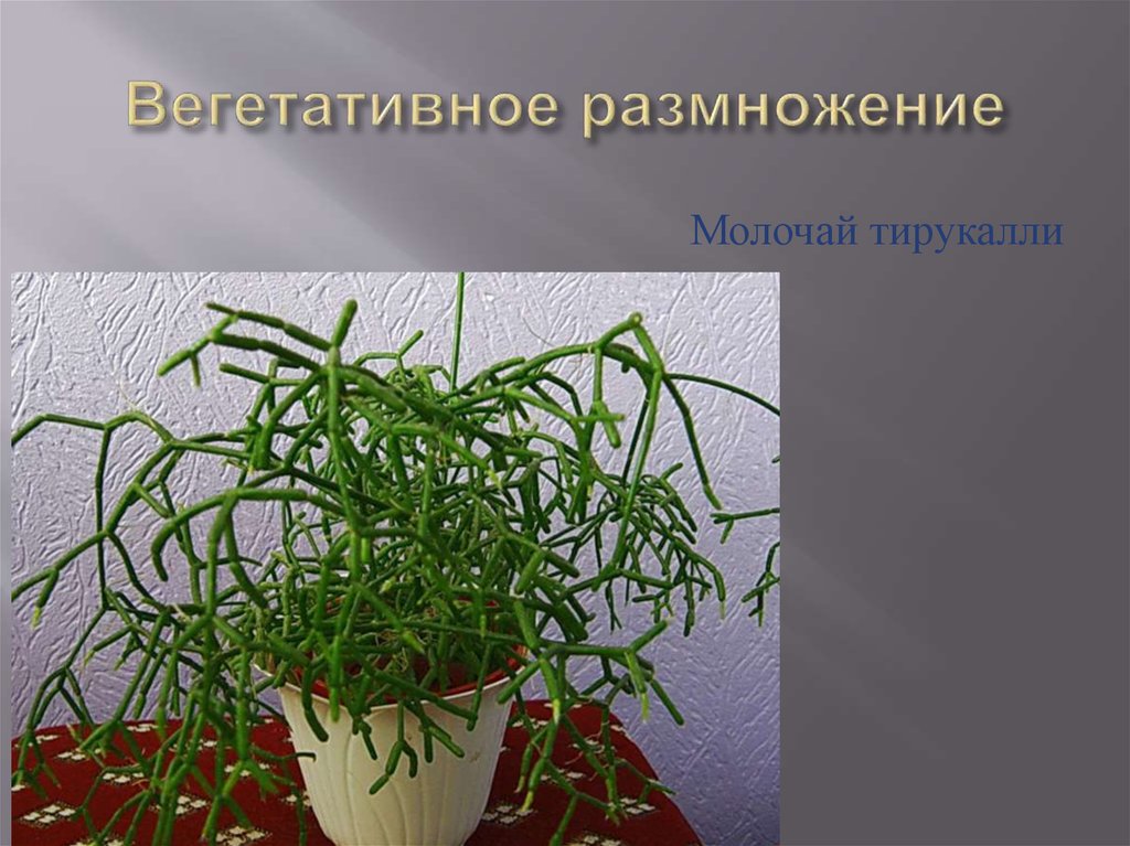 Вегетативное размножение