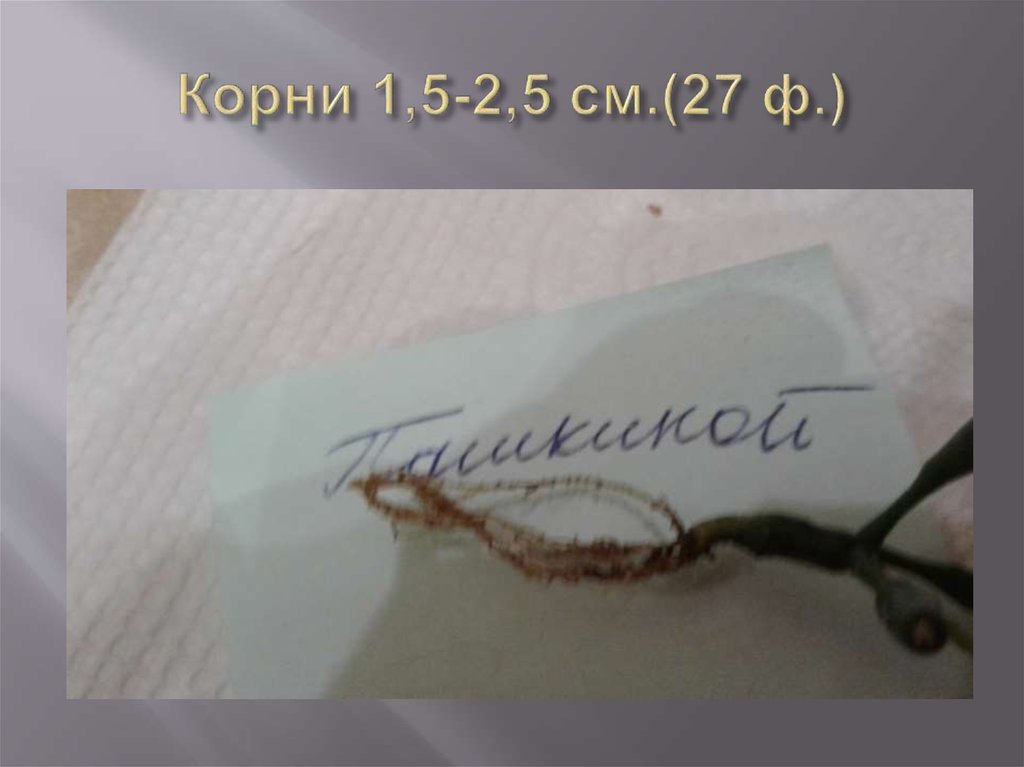 Корни 1,5-2,5 см.(27 ф.)