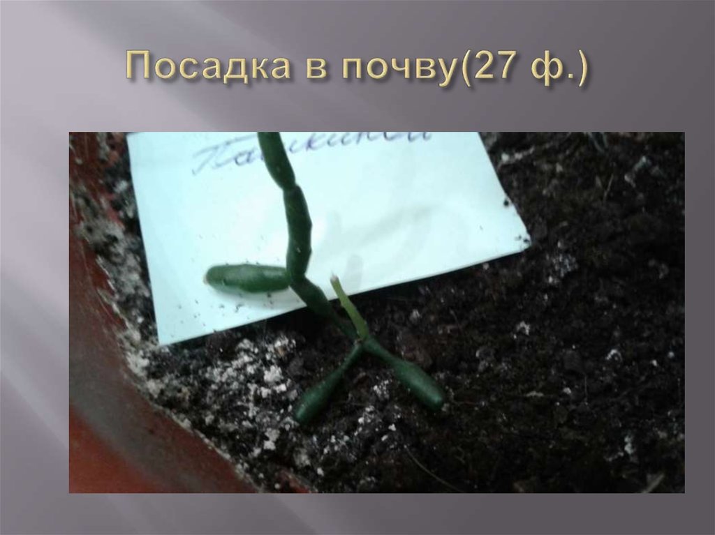 Посадка в почву(27 ф.)