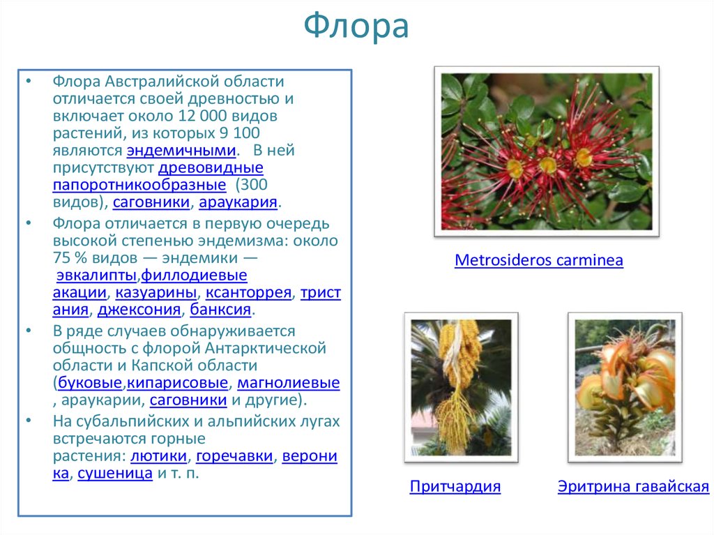 Австралийская область презентация