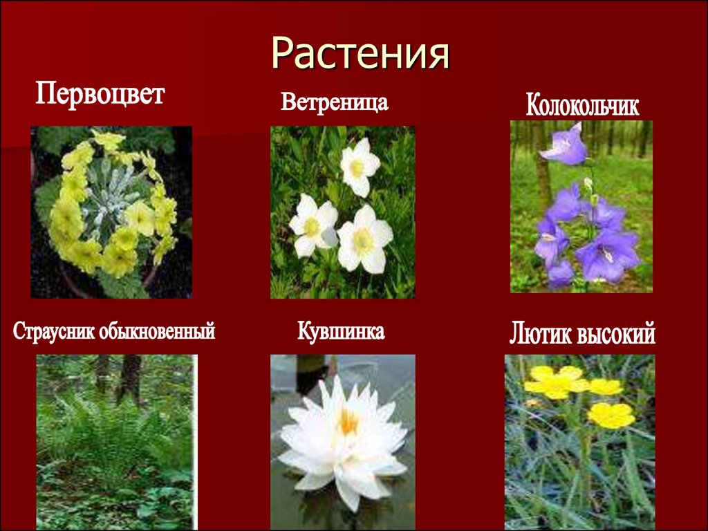 Определить цветок по картинке онлайн