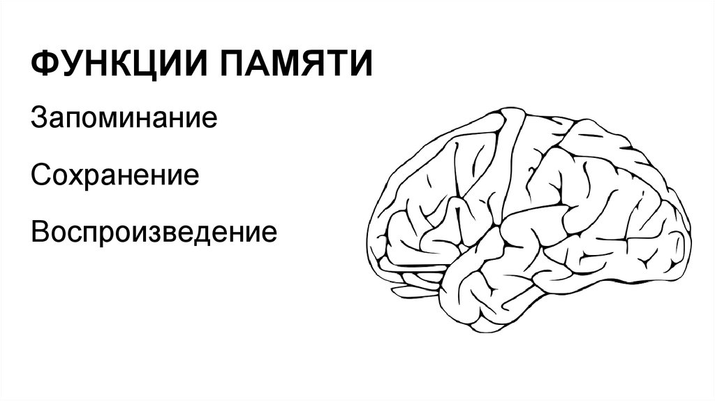 Виды памяти биология 8 класс презентация