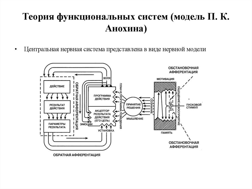 Теория функциональных систем (модель П. К. Анохина)
