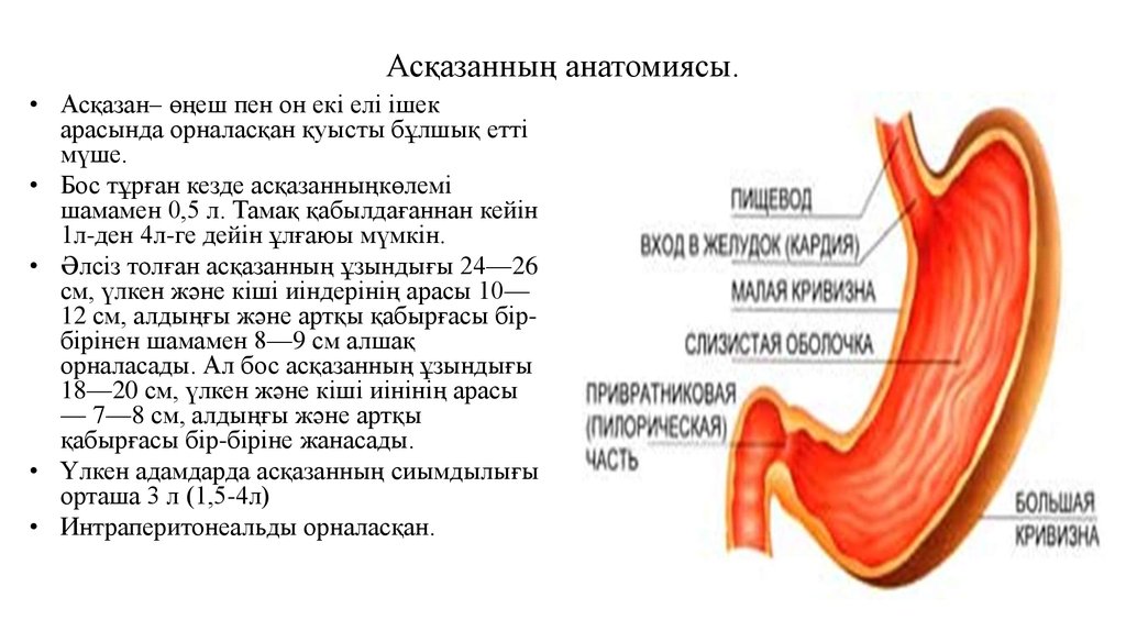 Ішек анатомиясы презентация