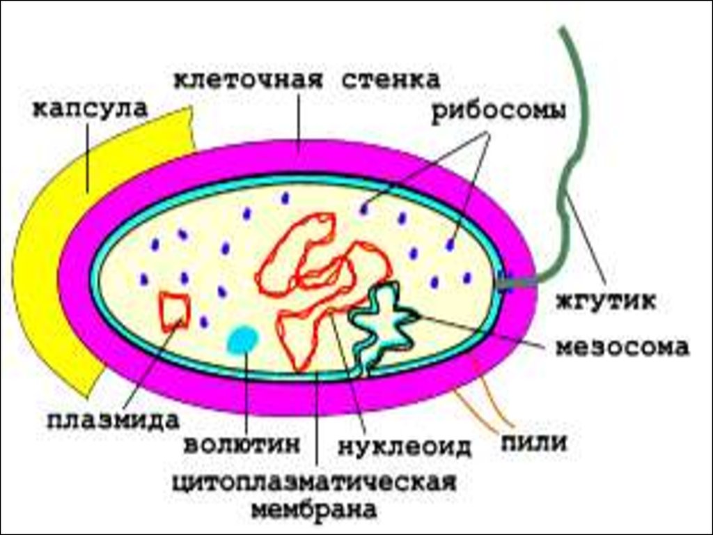 Прокариоты наличие ядер. Схема строения бактериальной клетки микробиология. Строение бактериальной клетки прокариот. Строение прокариотической клетки микробиология. Микробиология схема строения бактериальной.