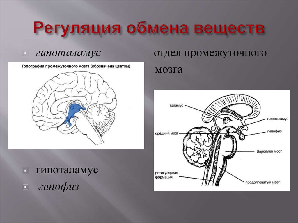 Передний мозг центр регуляции