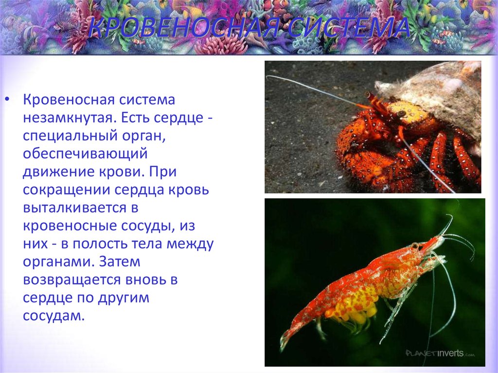 КРОВЕНОСНАЯ СИСТЕМА