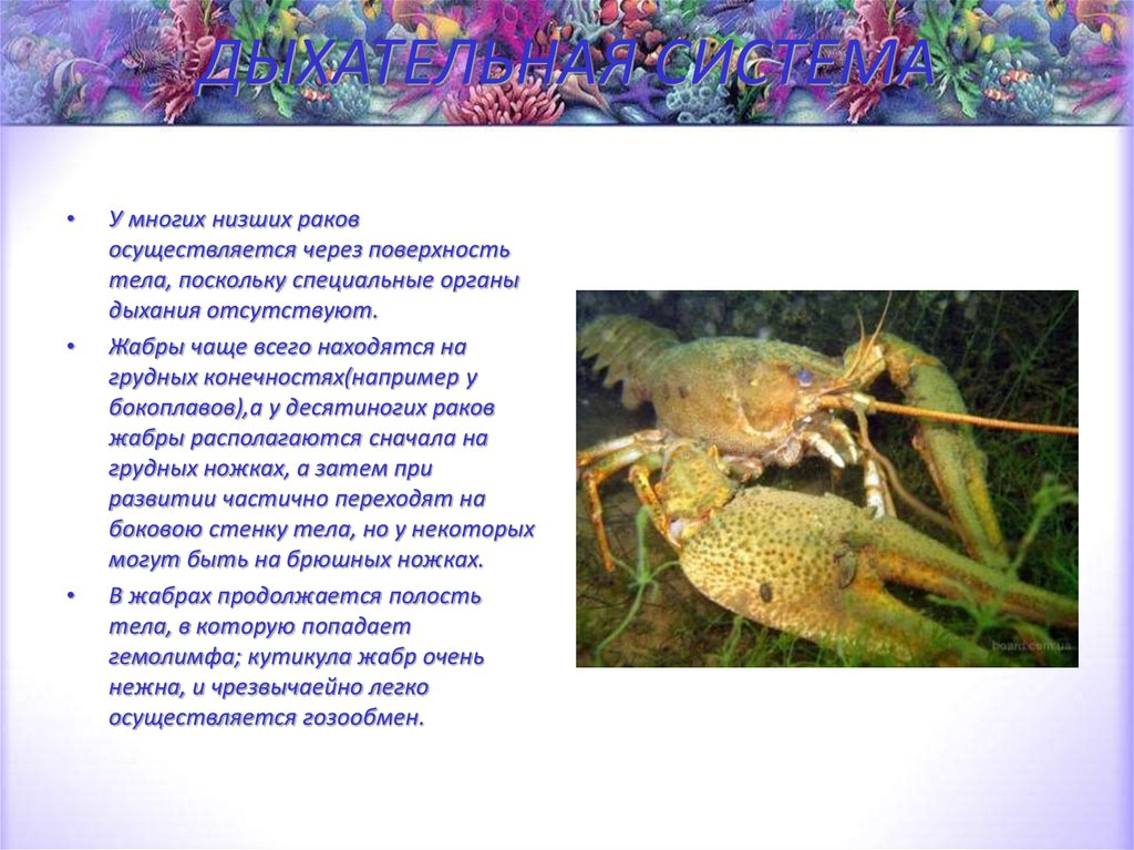 ДЫХАТЕЛЬНАЯ СИСТЕМА